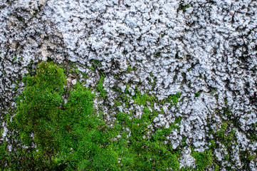 Texture of plastered overgrown wall with green lichen
