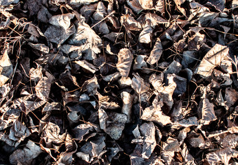 Texture of the dry poplar leafs on the ground