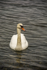 White swan on water