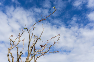 The branch of tree over blue sky