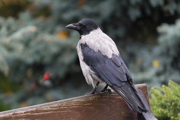 Clever crows sitting on a bench in the park. Birds