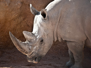 Obraz premium Rinoceronte