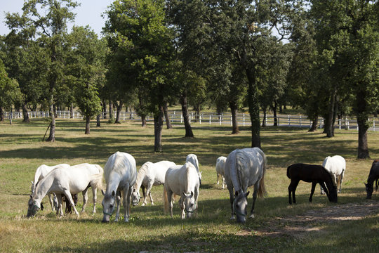 Lipizaner horses in the world famous Lipizaner horses farm, Lipica, Slovenia
