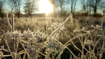 Ice cristals on plant, low sun