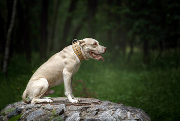 American Pit Bull Terrier sitting in the park
