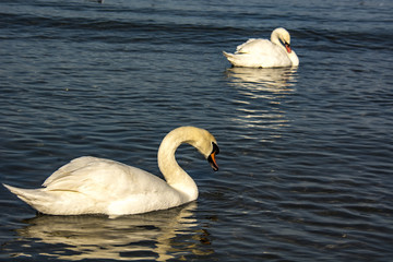 swans on water