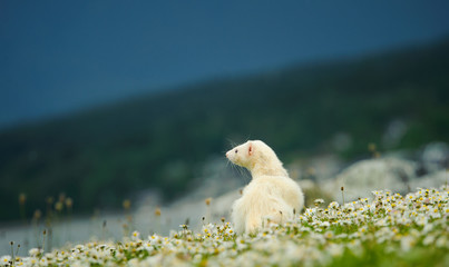 Ferret sitting in grass with flowers looking out at mountains