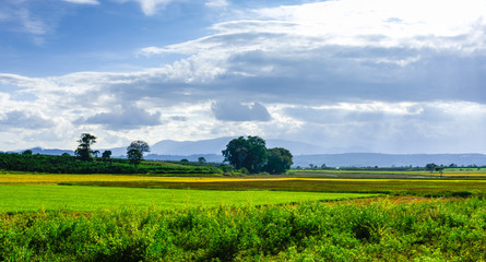 Fototapeta na wymiar Beautiful landscape of the farm field, LamDong, Vietnam.