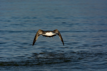 Fototapeta na wymiar seagull over water