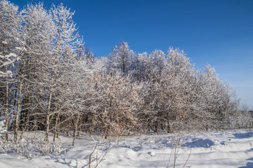 sunny weather . Winter forest landscape, snow