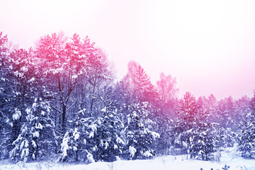  forest in the frost. Winter landscape. Snow covered trees.