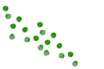 green clover leaves isolated on white background. St.Patrick 's
