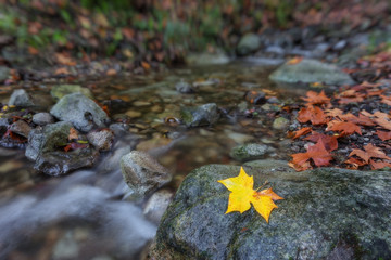 Autumn concept creek in the forest.