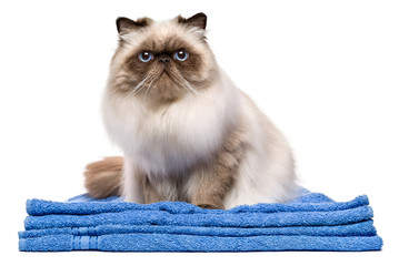 Cute groomed young persian seal colourpoint cat on a blue towel