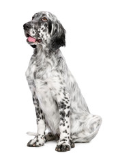 Cute 4 months old blue belton english setter female puppy dog