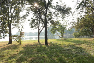 Tree onside lake in the park