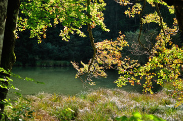 Obraz na płótnie Canvas Herbstlaub im Gegenlicht am Bergsee