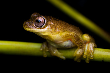 Rana