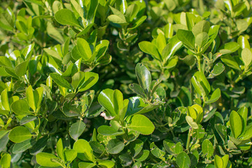 Color nature background: green, sunny leaves of bush texture