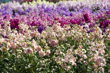 Fototapeta premium 南房総市 七浦のお花畑（白間津の花畑）