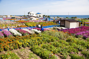 南房総市　七浦のお花畑（白間津の花畑）