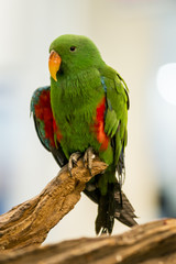 Portrait of colorful  Macaw parrot 