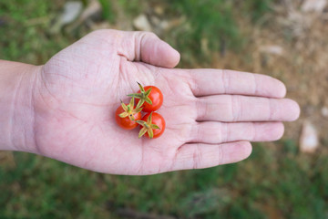 Three of fresh cherry tomatoes on hand