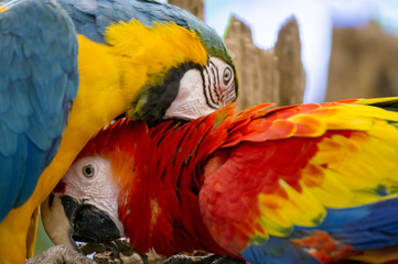 Portrait of colorful  Macaw parrot 