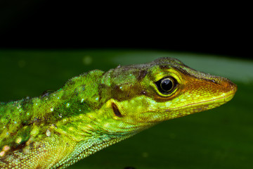 Lagartija
