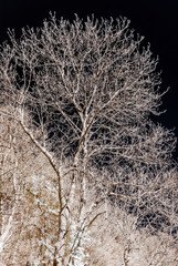 Infrared contrast portrait of beautiful tree
