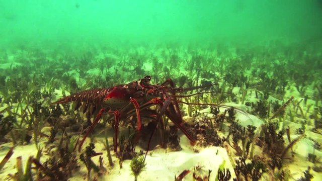 Spinny Lobster walks on the bottom of caribbean sea