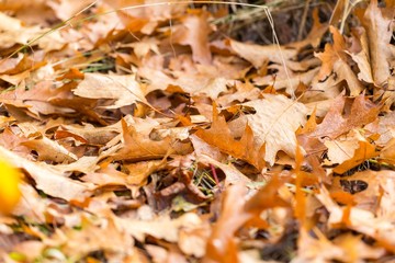 Dry oak leaves lying on ground