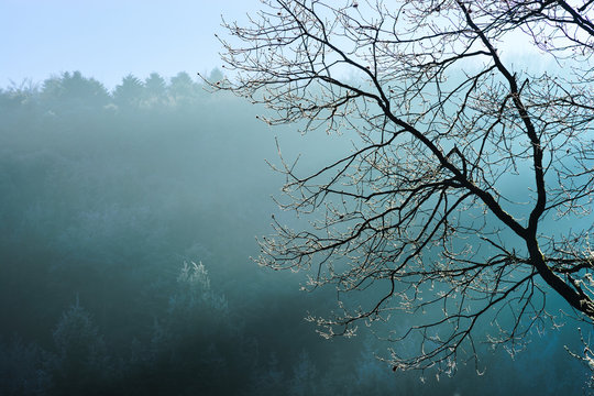 Direct sunlight through the branches and fog