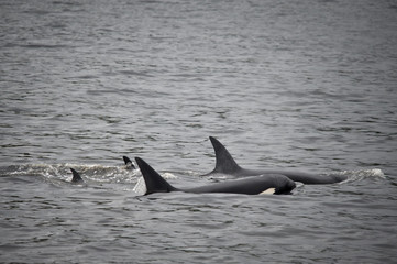 Fototapeta premium Orca Family, Alaska