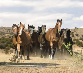 Herd of mixed breed mares gallops to us