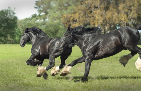Shire Draft horses running