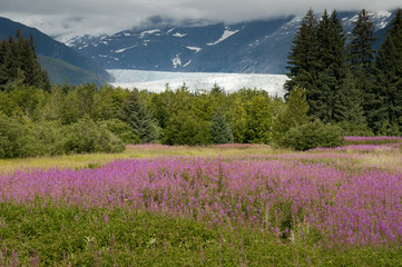 Fireweed and Mendenhall Glacier, Juneau