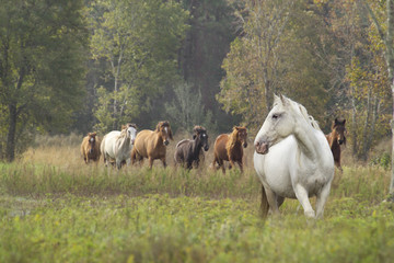 Obraz na płótnie Canvas Spanish Mustang Mares in wild field