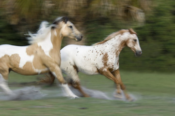Naklejka na ściany i meble Blurred action of Appaloosa and Paint Horse mares galloping
