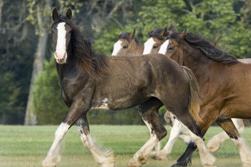 Herd of four Clydesdale horses gallop acroos paddock