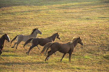 Mustangs run in early morning light