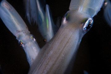 Squid swim close up