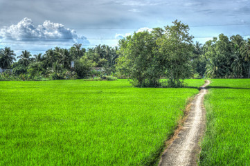 Lonely road in large field