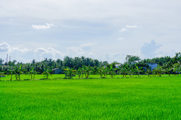Beautiful of rice field