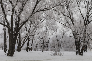 snow covered willow trees