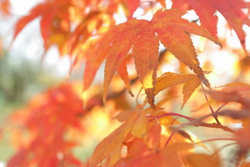 べに燃ゆる紅葉