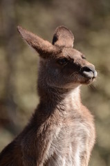 オオカンガルー