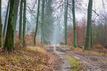 Fall forest with beautiful colors and sandy road