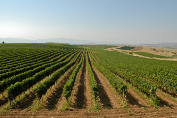 Fototapeta na wymiar View of a vineyard with ripe grapes