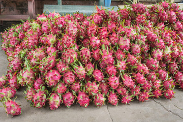 Group of dragon fruits